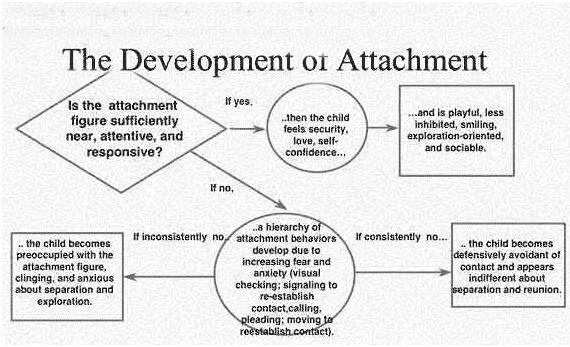 bowlby attachment theory stages