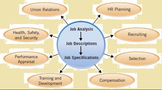 Job Analysis: Definition, Process & Methods - StudiousGuy