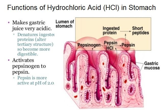 What is the function of Hydrochloric Acid (HCl) in the stomach ...