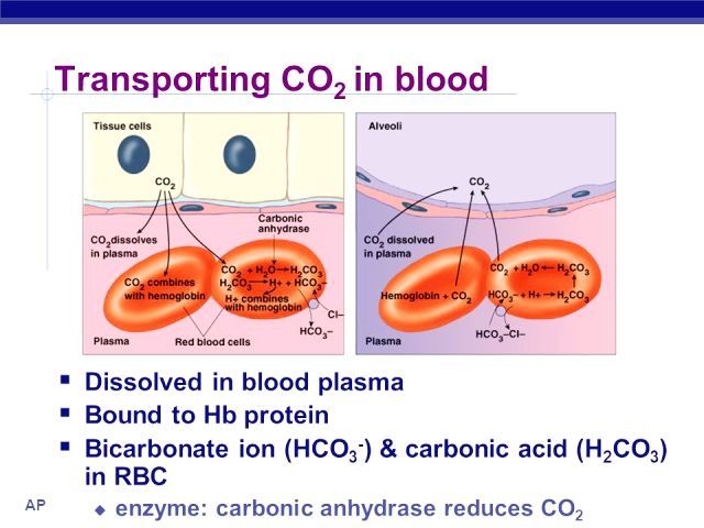 Where Is Carbonic Acid Produced In The Body