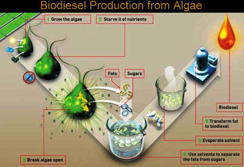 43+ Biofuels Examples Pictures Engineering's Advice