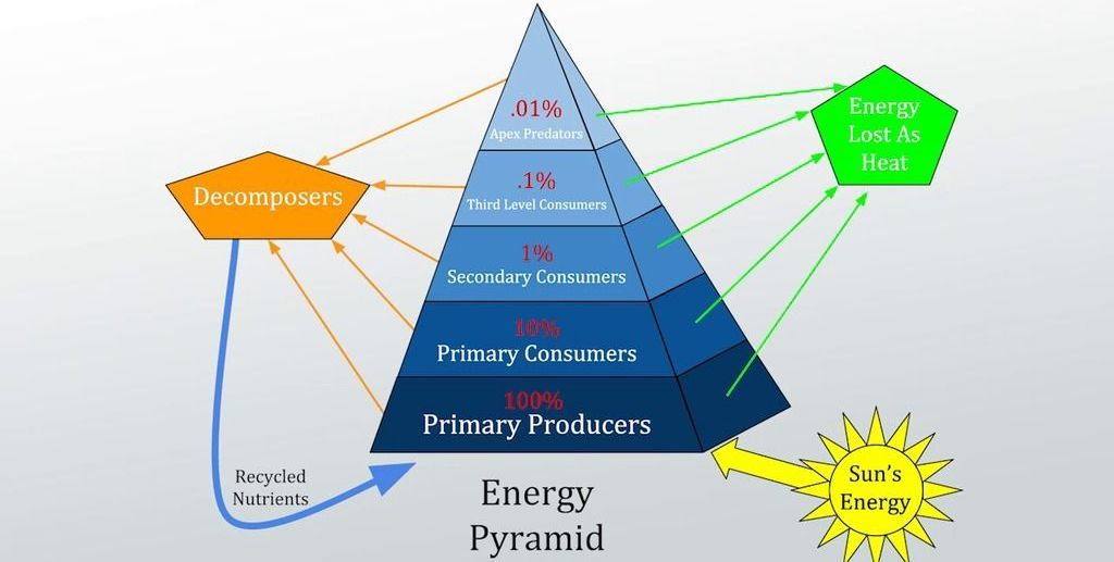 the-10-percent-energy-rule-studiousguy