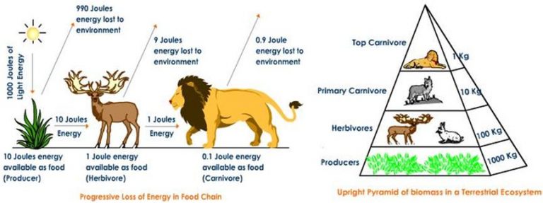 the-10-percent-energy-rule-studiousguy