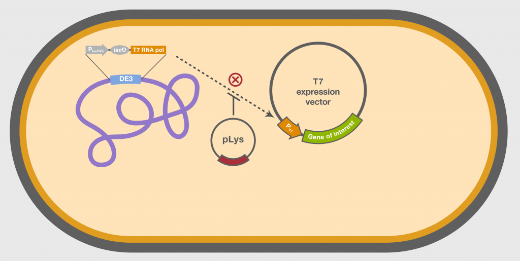 expression-vectors-types-characteristics-studiousguy