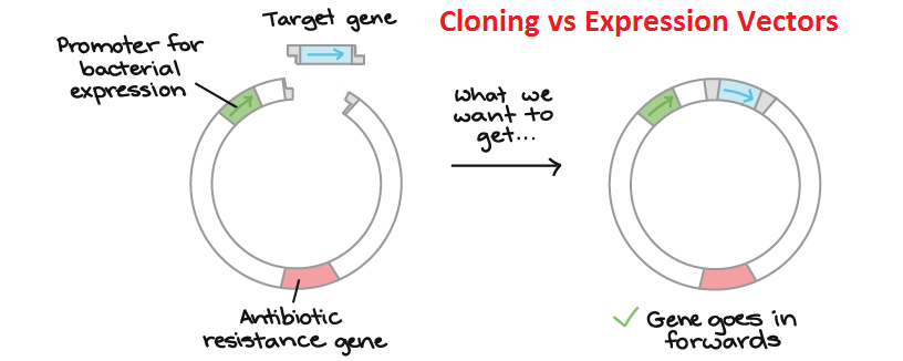 difference-between-a-cloning-vector-and-an-expression-vector-studiousguy