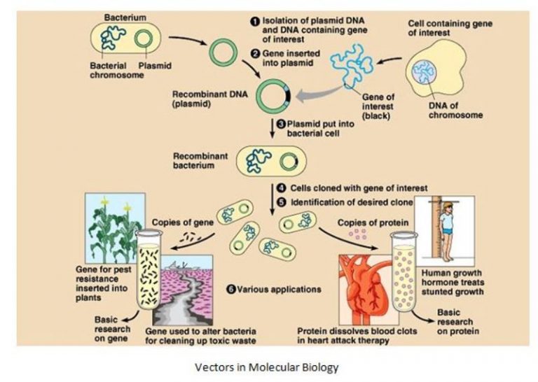 Cloning Vectors Types & Characteristics StudiousGuy