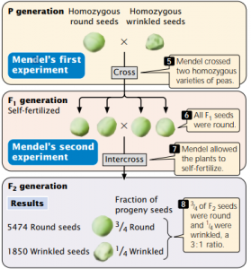 Mendel S Three Laws Studiousguy