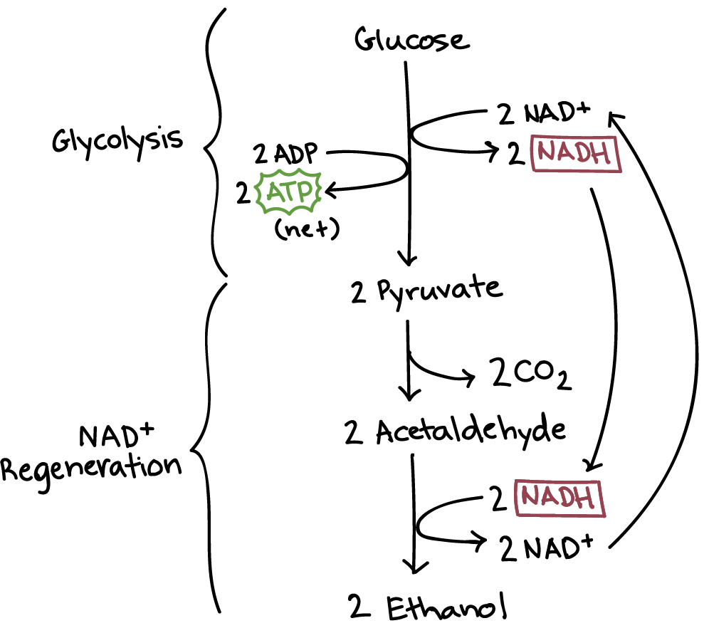 Cellular Respiration Chart Answers