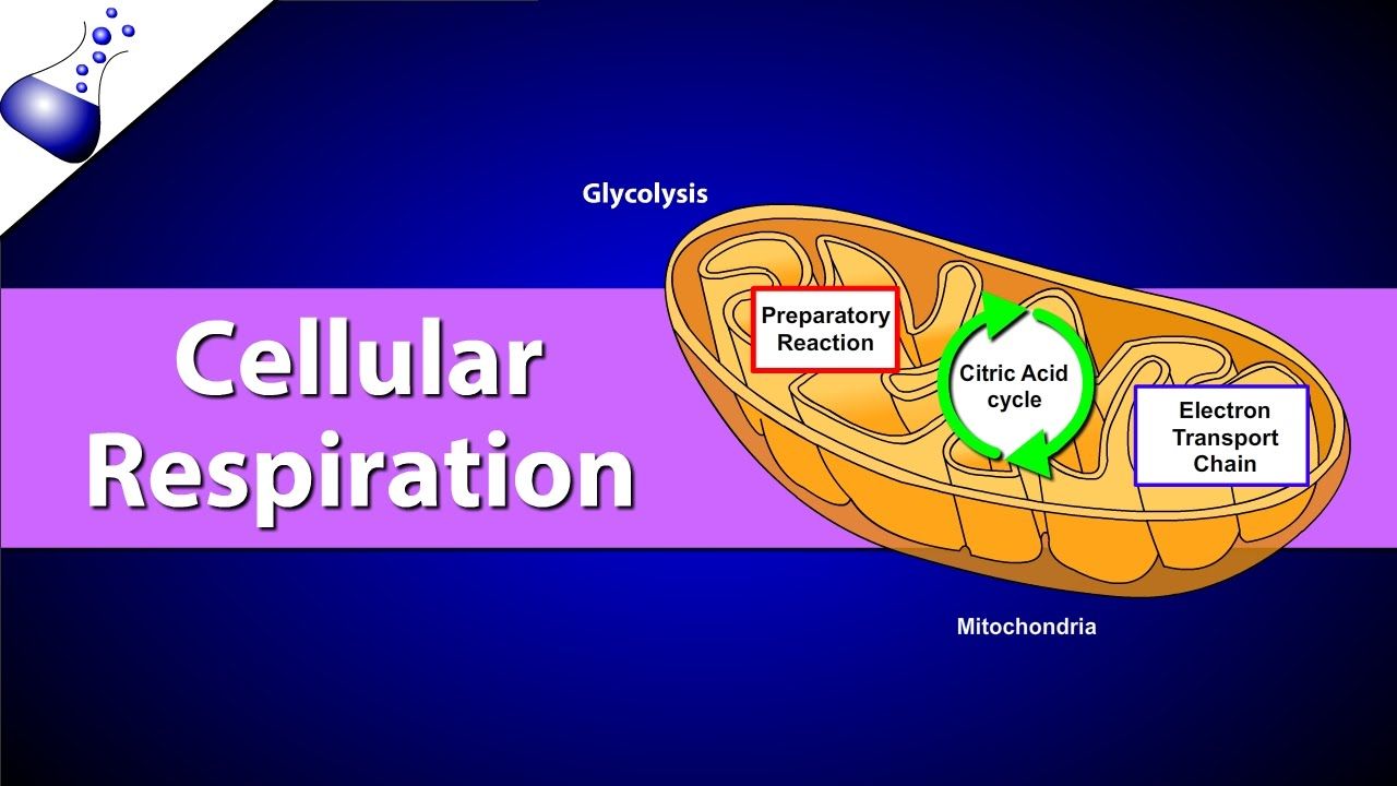 cell respiration steps