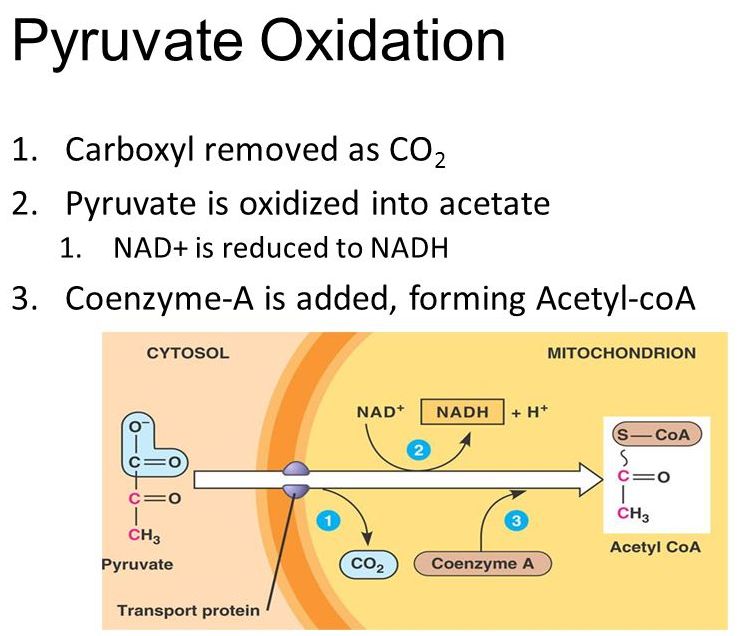 pyruvate-dehydrogenase-fate-of-pyruvate-after-glycolysis