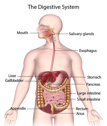 digestive system diagram for kids to label