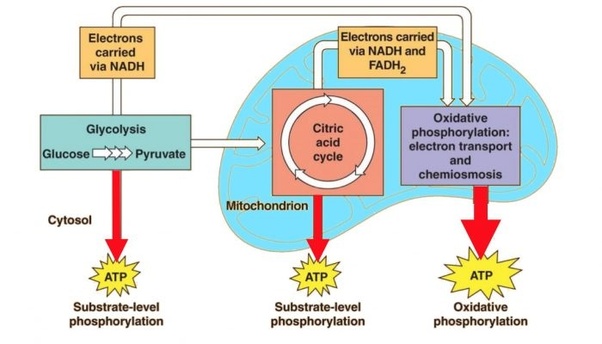 Cellular Respiration In Plants Animals Process Diagram Studiousguy