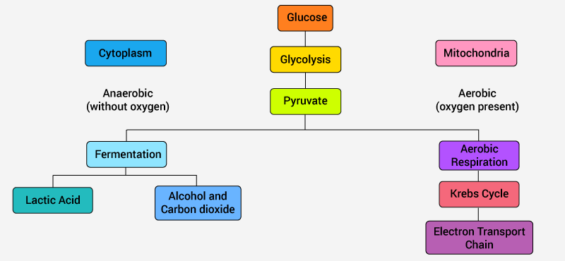 Cellular Respiration In Plants Animals Process Diagram Studiousguy