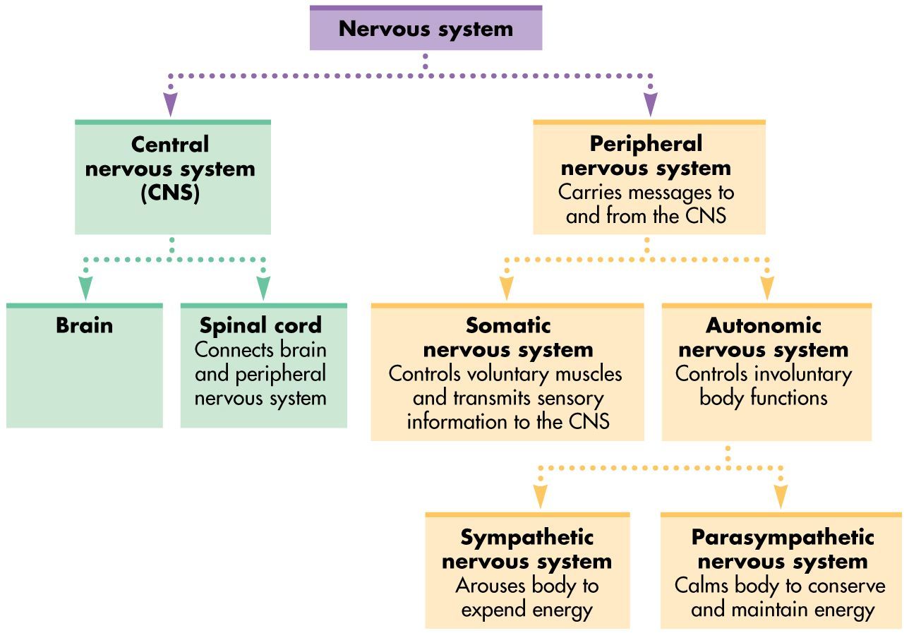 Nervous System: Diagram, Function & Diseases – StudiousGuy