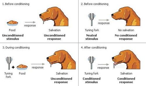 Classical Conditioning Examples In Everyday Life