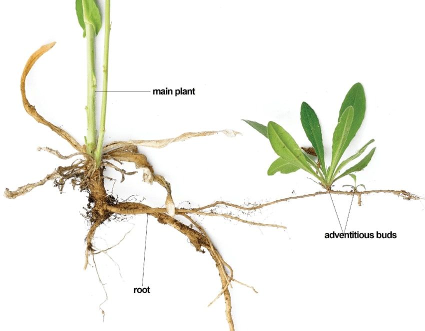 Adventitious Root System Types Modifications And Examples Studiousguy