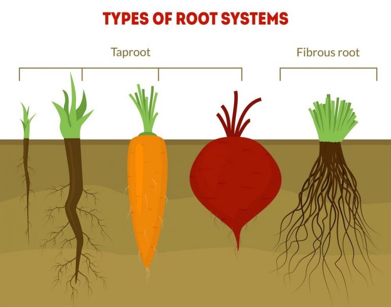 Taproot System: Types, Modifications and Examples – StudiousGuy