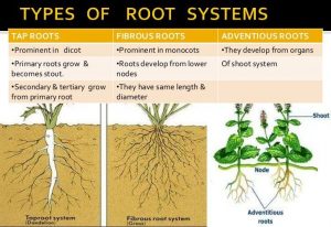 Root Systems & Its Types – StudiousGuy