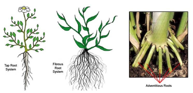 Root Systems & Its Types