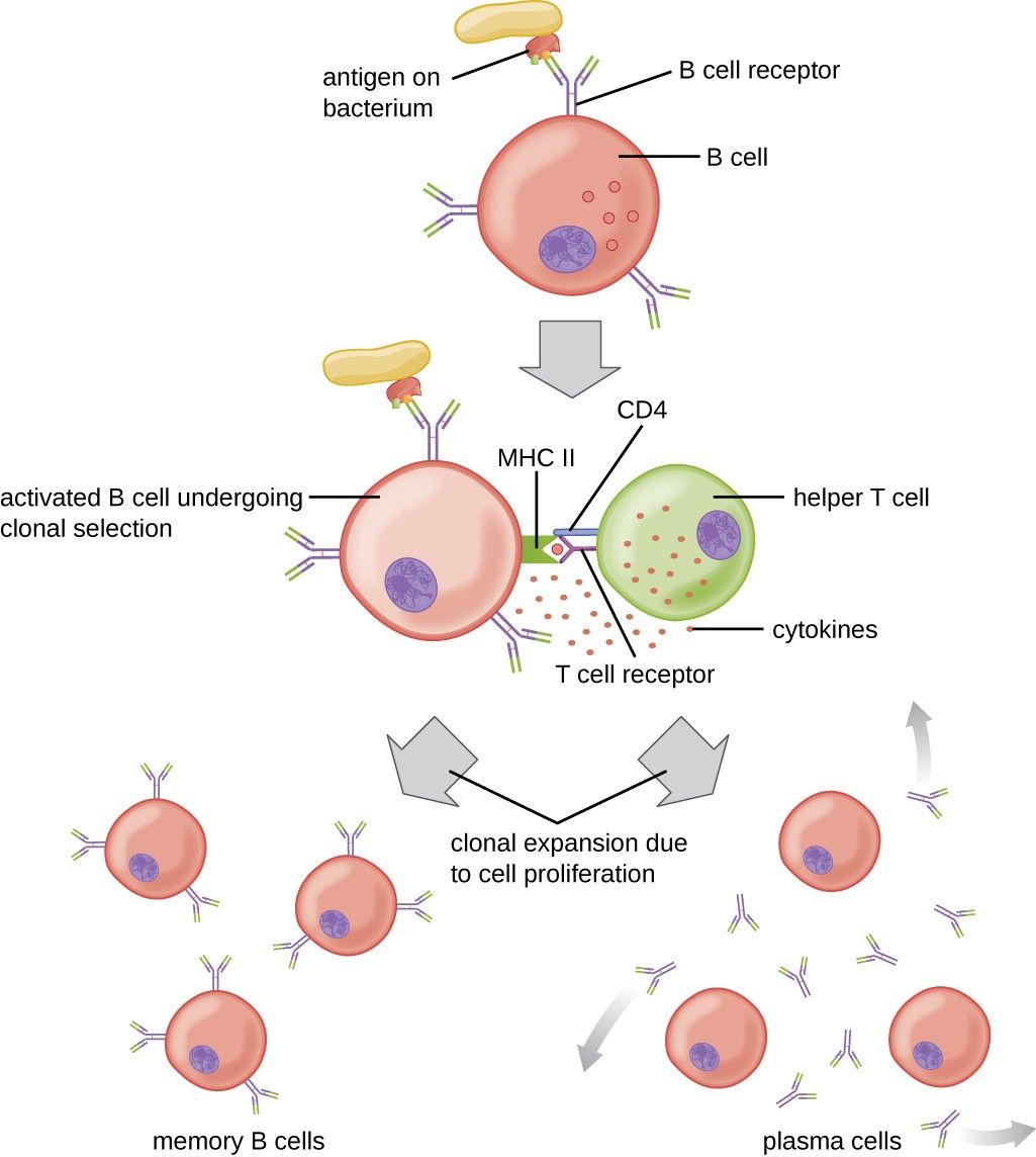 Cells and Organs of the Immune System StudiousGuy