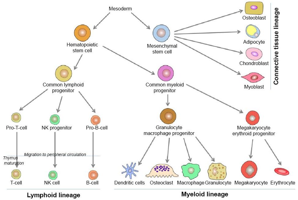 immune system cells diagram