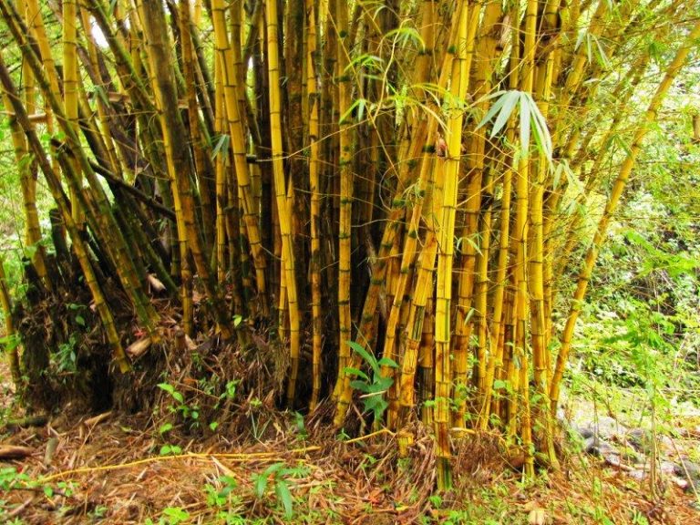 Bamboo Root System StudiousGuy