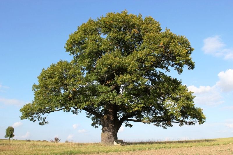 How much does a 20 ft oak tree cost