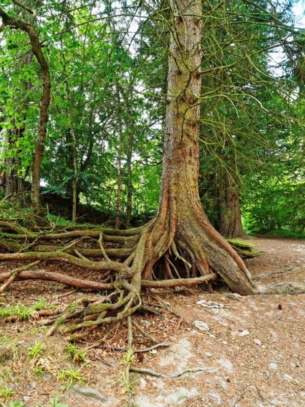 pine tree root system size