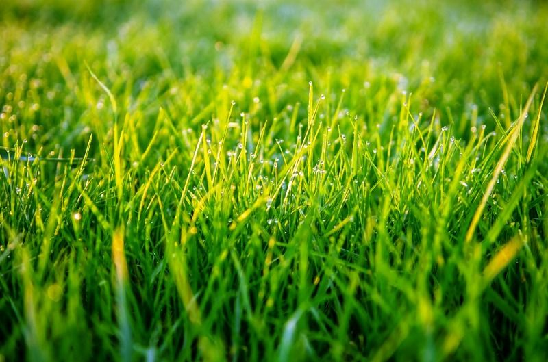 Grass Root System Studiousguy Grass Root System Studiousguy