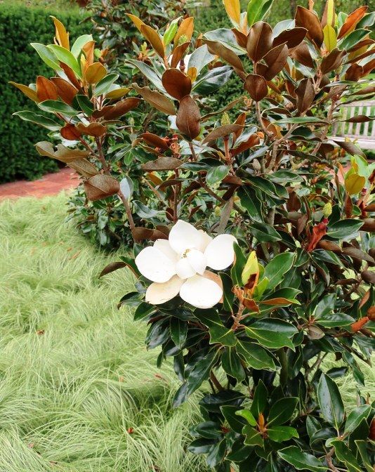  SPECIFIKACE rostlin Little Gem Magnolia