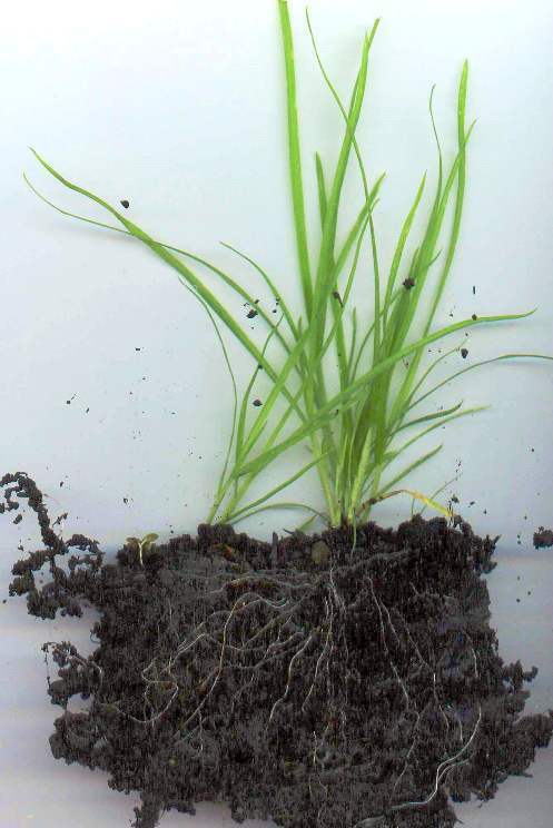 Grass Root System – StudiousGuy