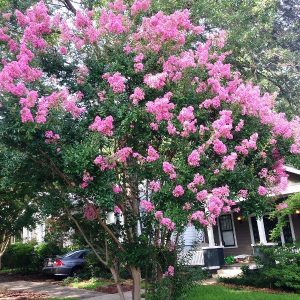 Crepe Myrtle Root System &ndash; StudiousGuy