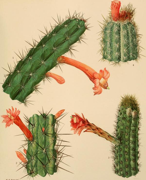 Las aréolas de los cactus