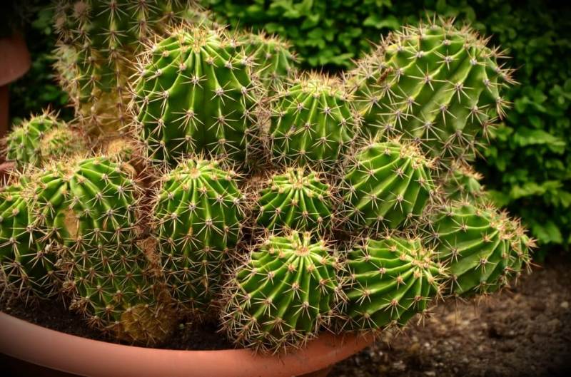 Specificațiile plantei de cactus