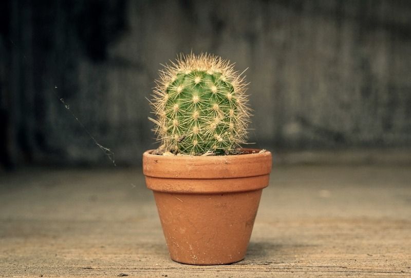 Cactus Root System