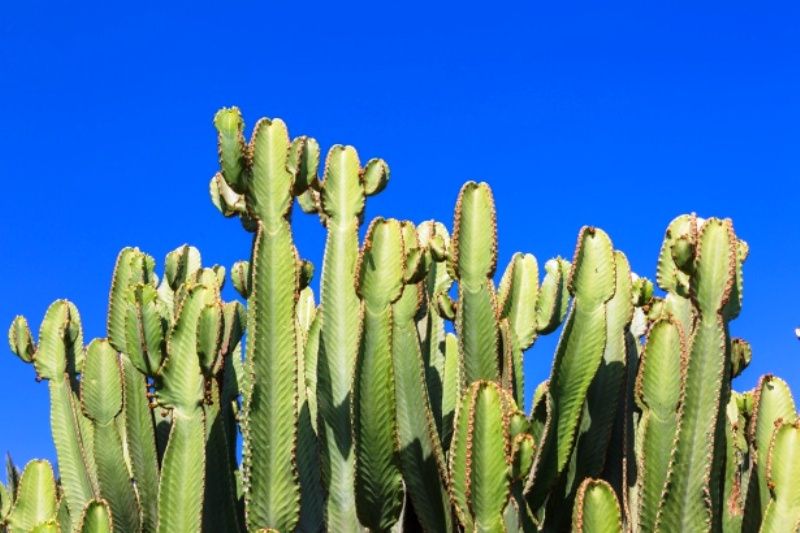 fatti interessanti sul cactus