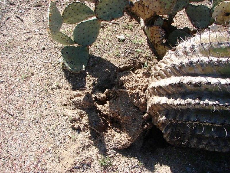 Roots of Cactus