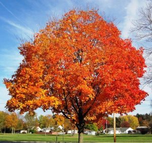 Maple Tree Root System – StudiousGuy