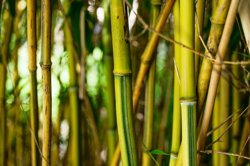 Bamboo Anatomy – StudiousGuy