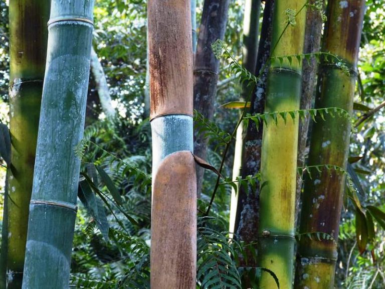 Bamboo Growth Habits StudiousGuy
