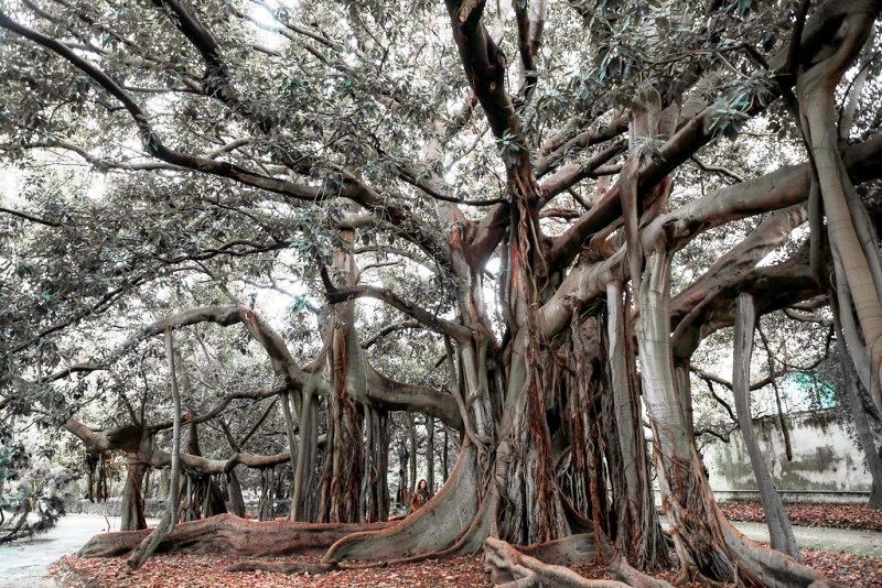 Banyan Tree Root System - StudiousGuy