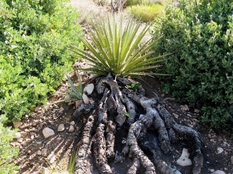 Yucca Root – StudiousGuy