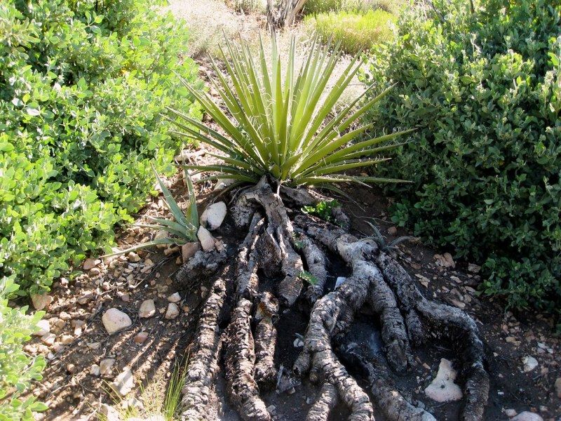 Yucca Root System StudiousGuy