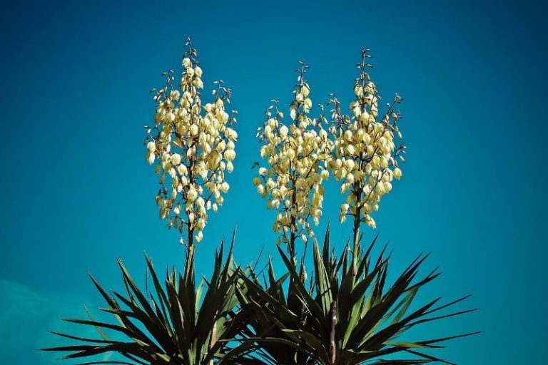 Yucca Root System StudiousGuy