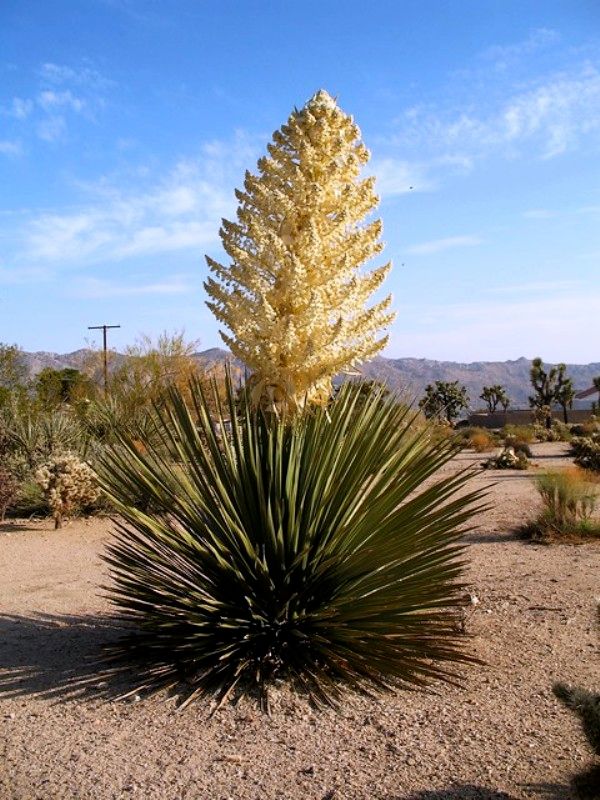 Yucca Root System StudiousGuy