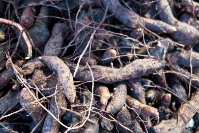 Yucca Root System StudiousGuy