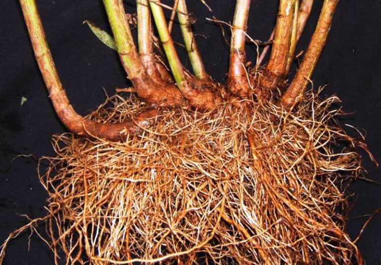 Rhizome Definition, Examples StudiousGuy