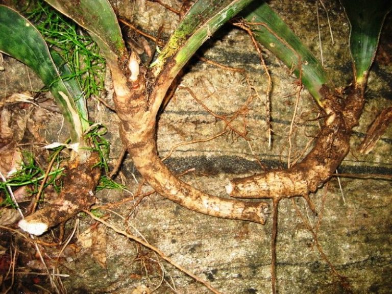 Rhizom Definition, BeispieleStudiousGuy Constant Reader