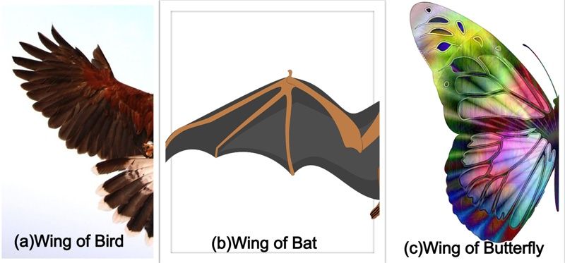 Analogous Organs Of Bat Bird And Butterfly 