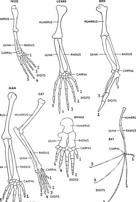 Homologous Organs: Definition, Examples – StudiousGuy